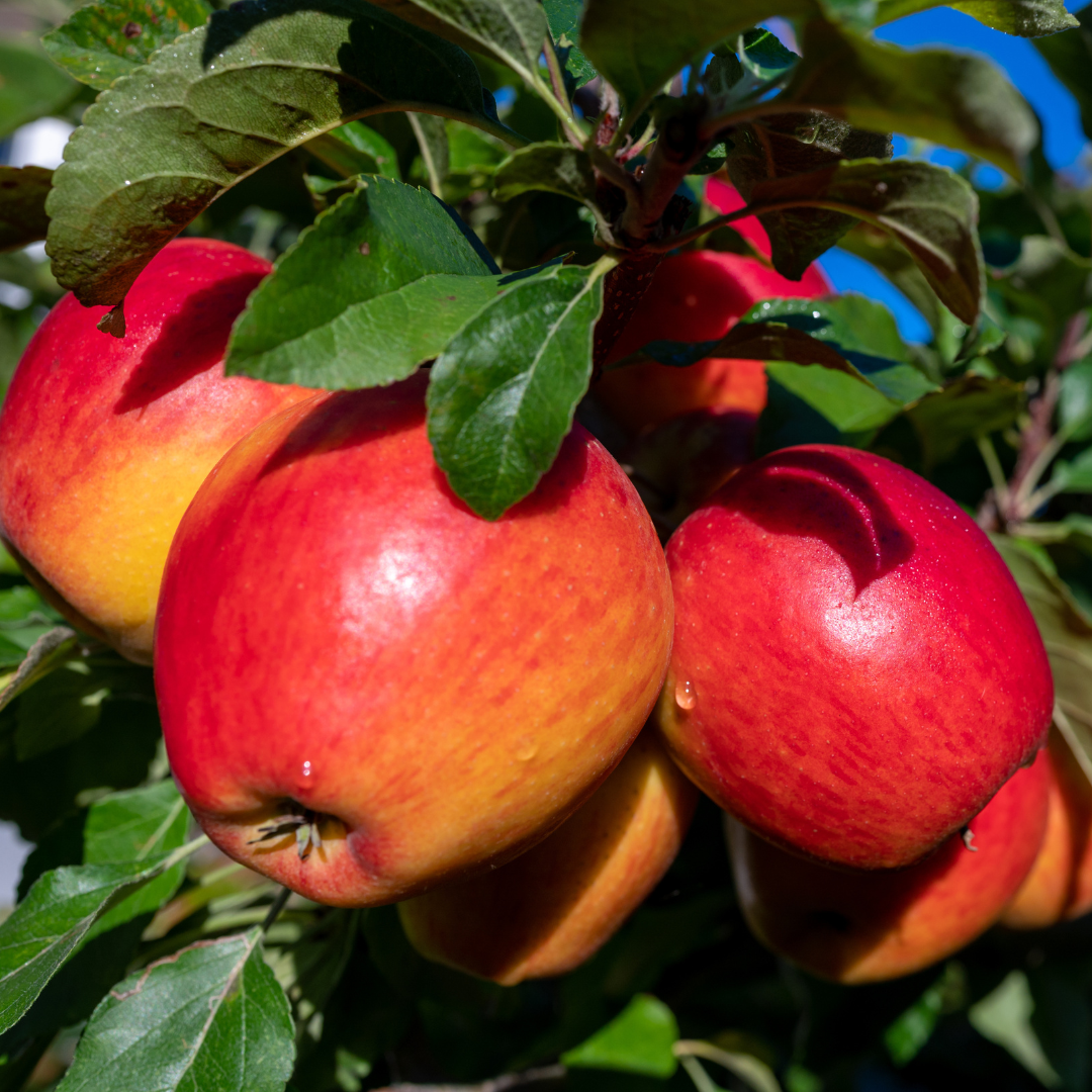 Trees Buy Trees Online Shrubgarden