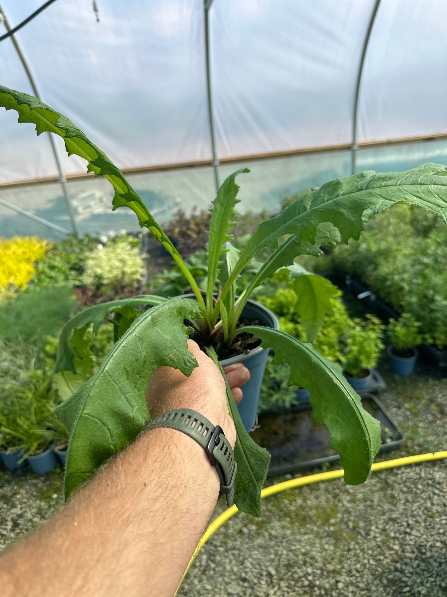 Cirsium rivulare 'Atropurpureum'