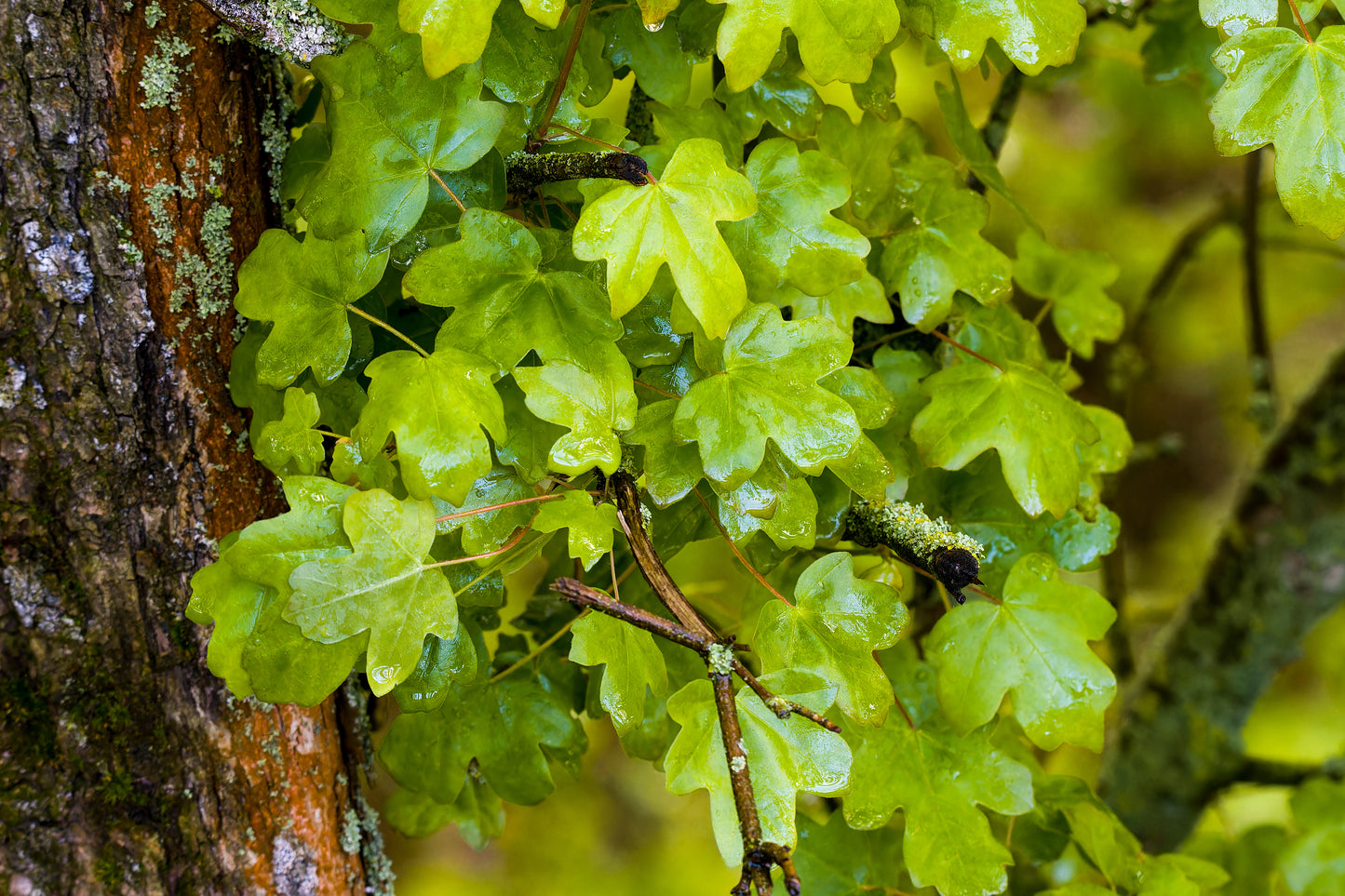 Field Maple (Acer Camperstre)