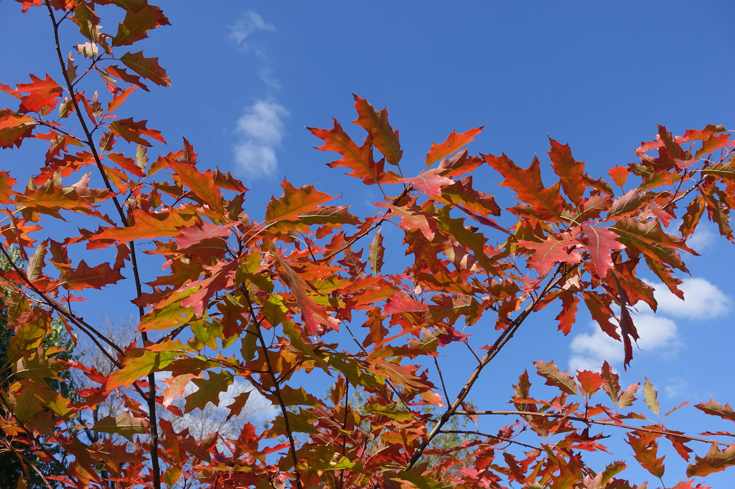 Red Oak (Quercus Rubar)