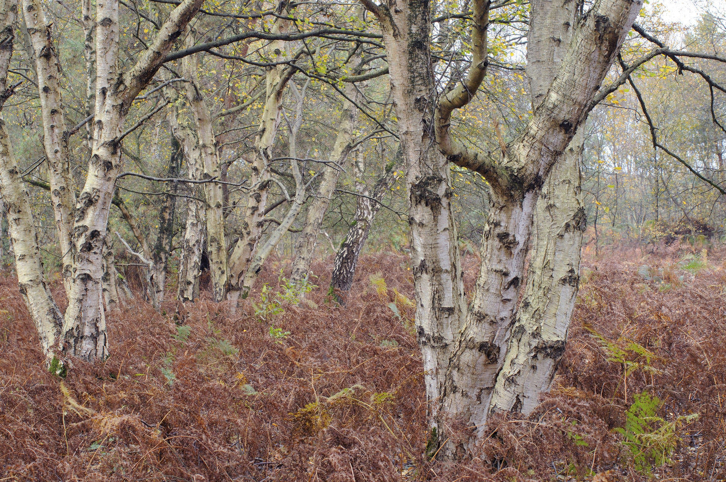 Downy Birch (Betula Pubescens)