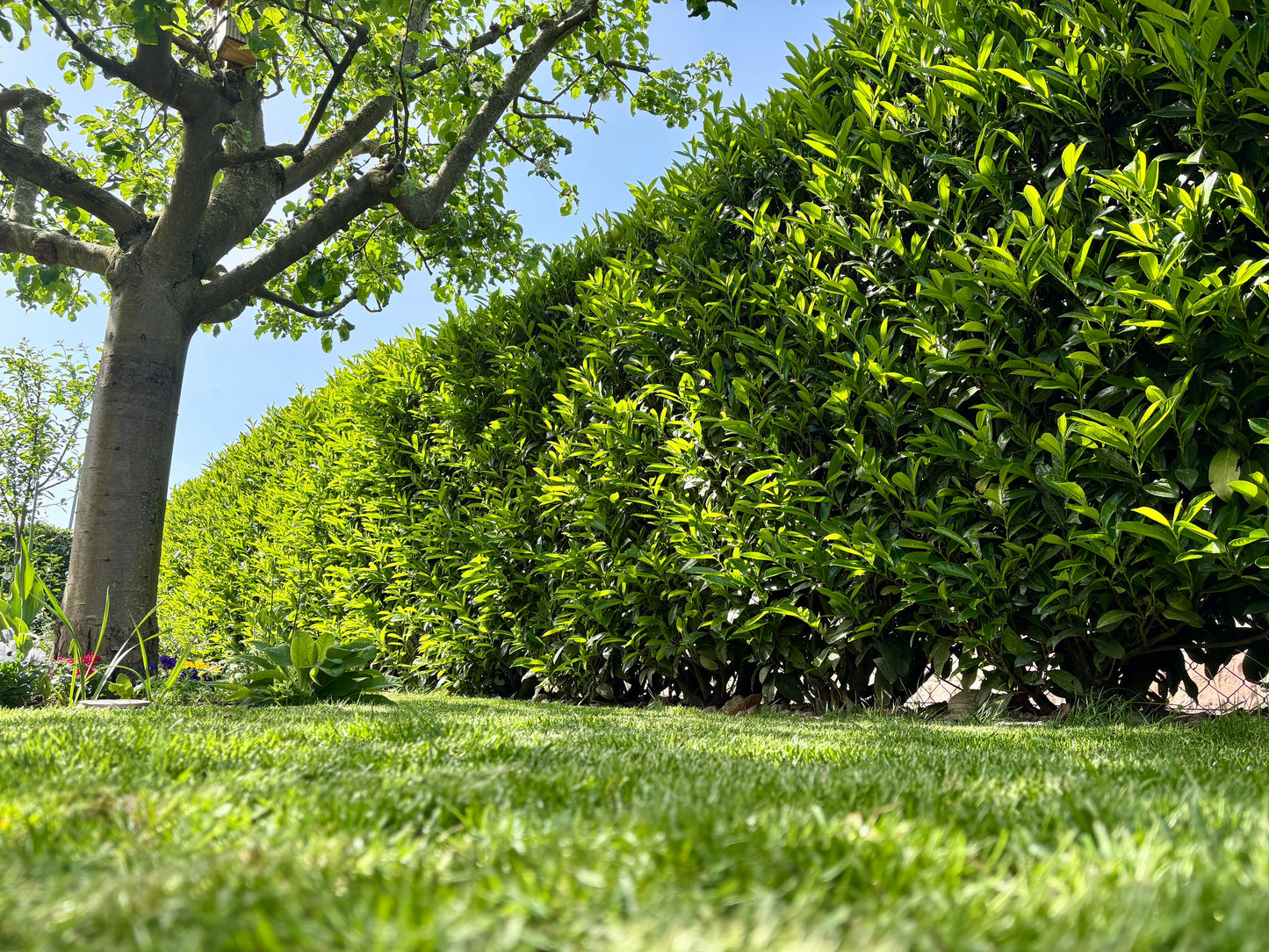 Cherry Laurel (Prunus Laurocerasus)