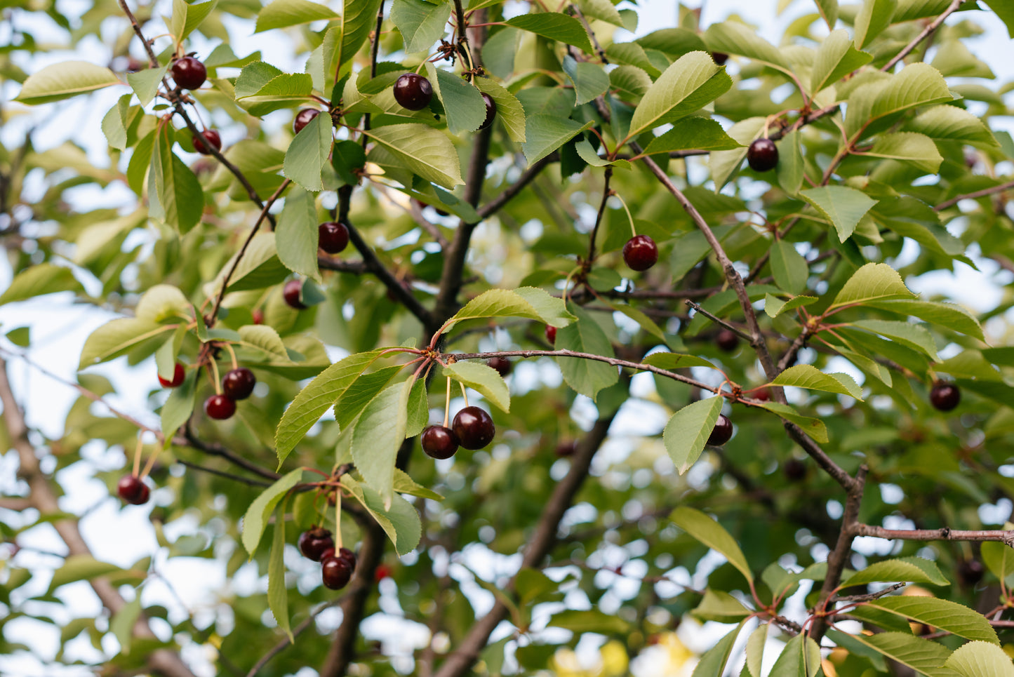 Wild Cherry (Prunus Avium)
