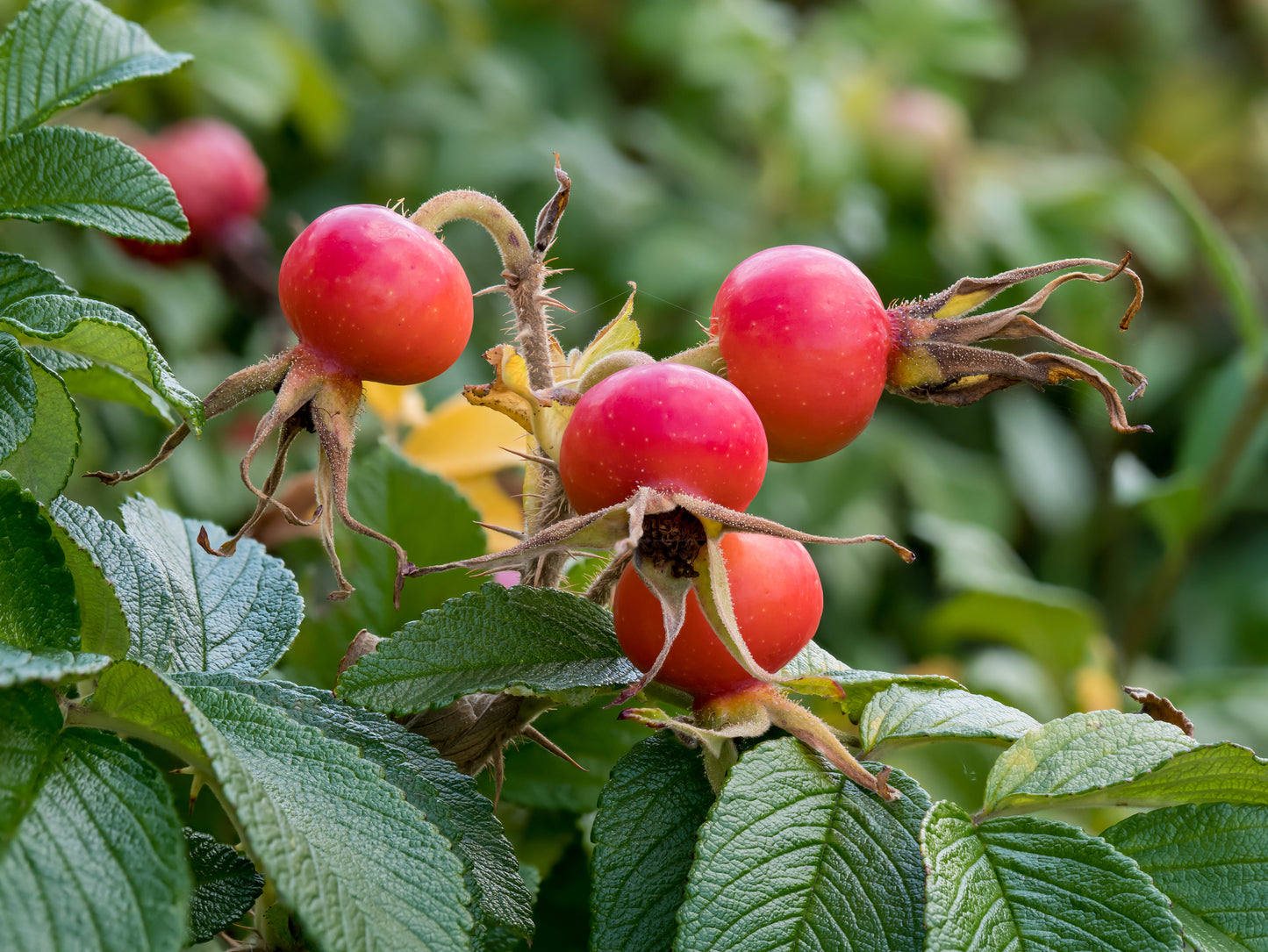 Dog Rose (Rosa Canina)