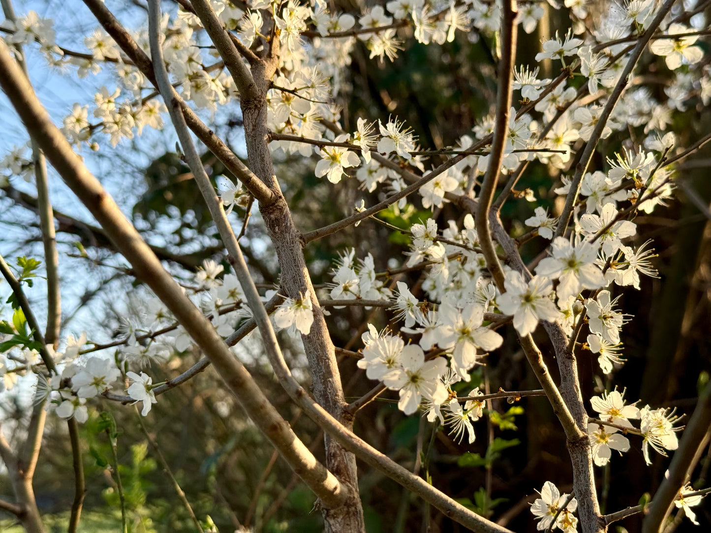 Blackthorn (Prunus Spinosa)