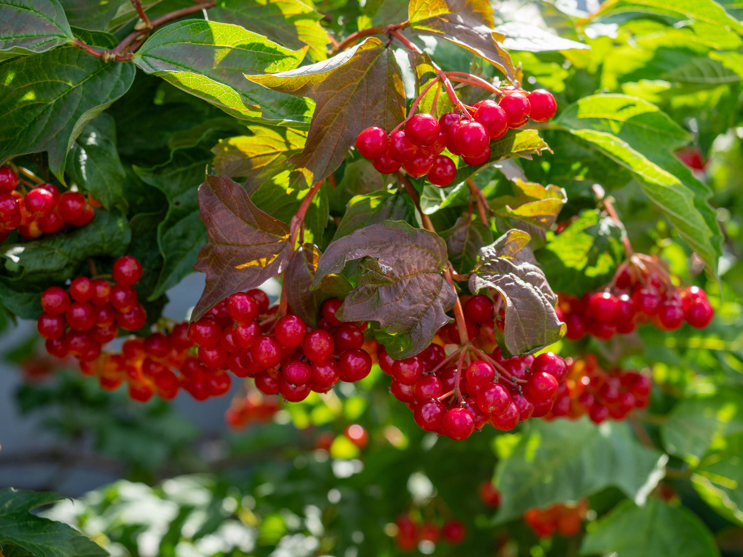 Guelder Rose (Viburnum Opulus)
