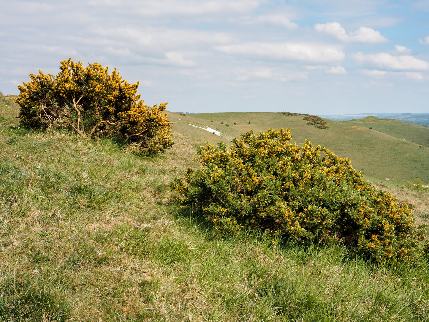 Gorse (Ulex Europaeus)