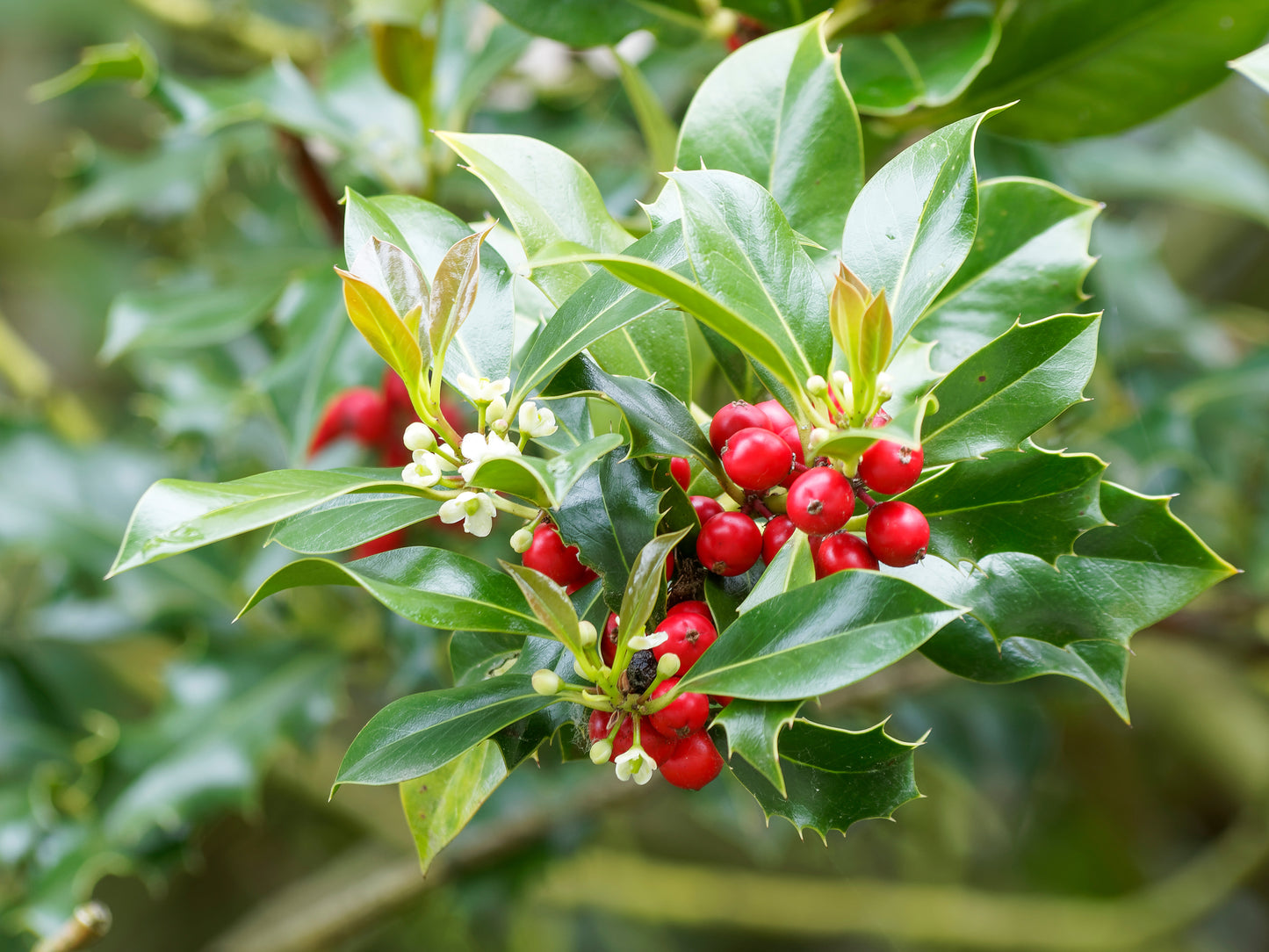 Holly (Ilex Aquifolium)