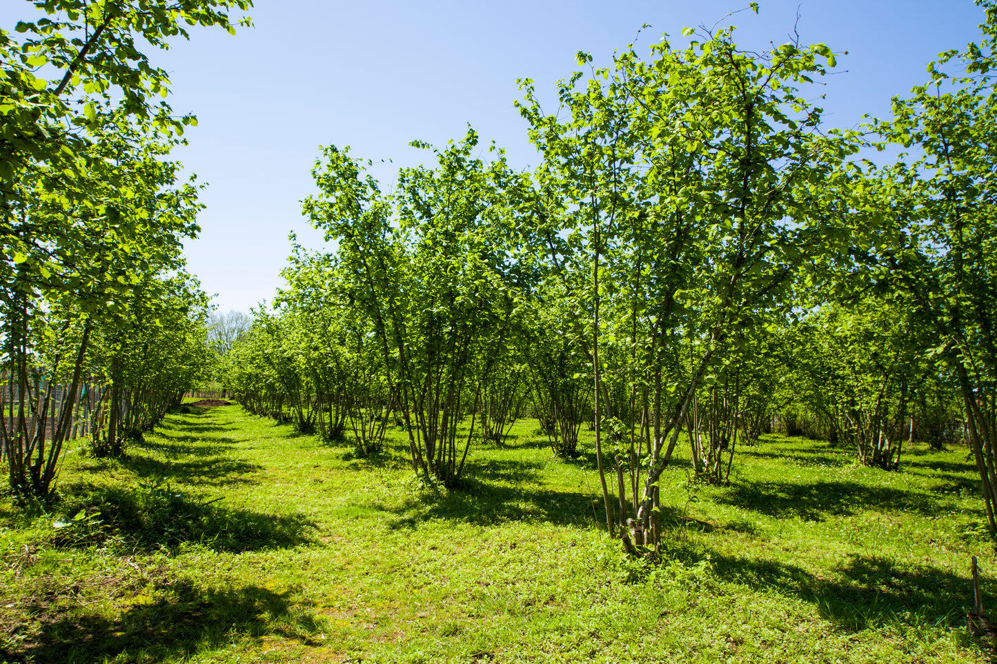 Hazel (Corylus Avellana)