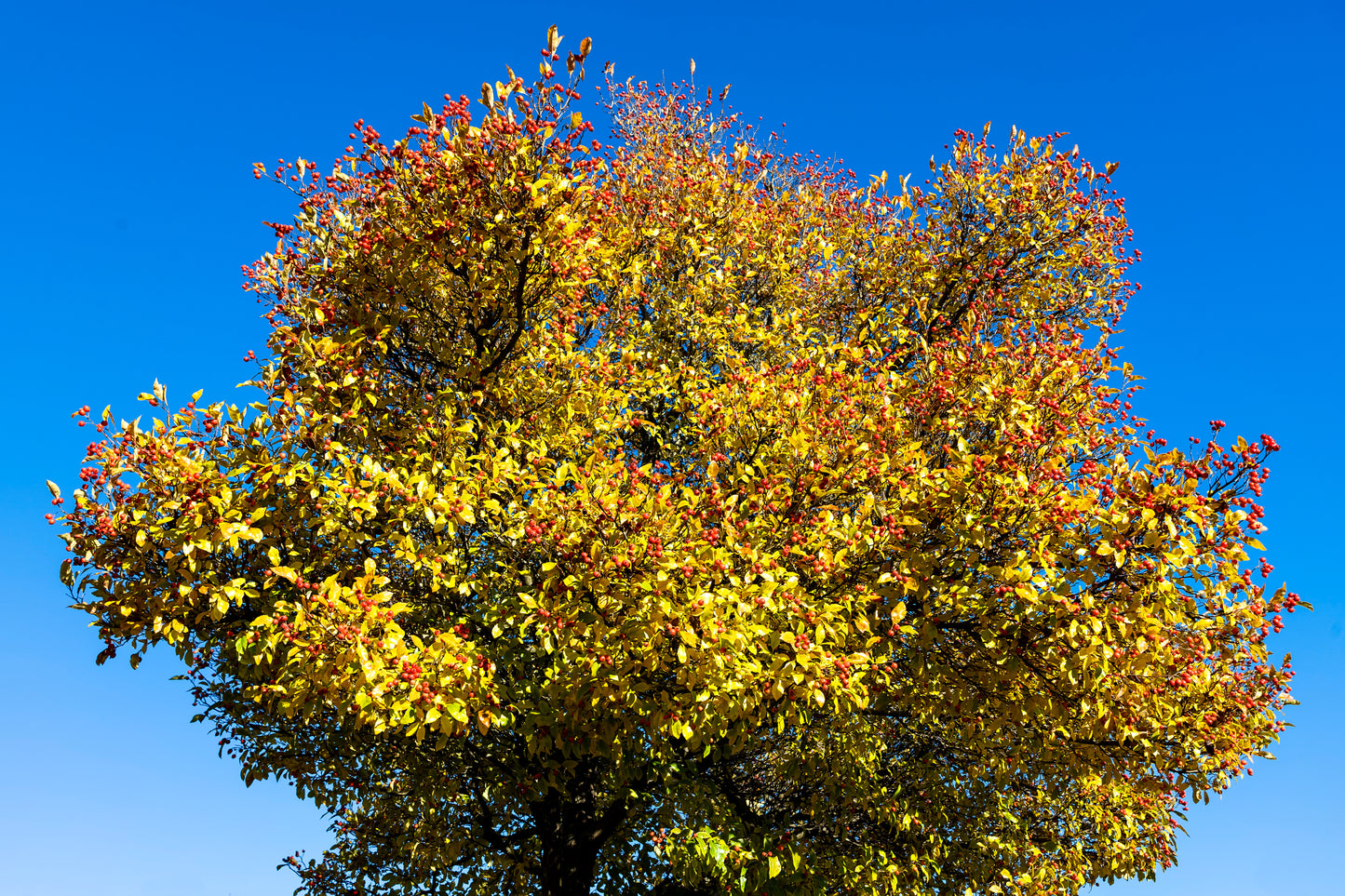Wild Service Tree (Sorbus Torminalis)
