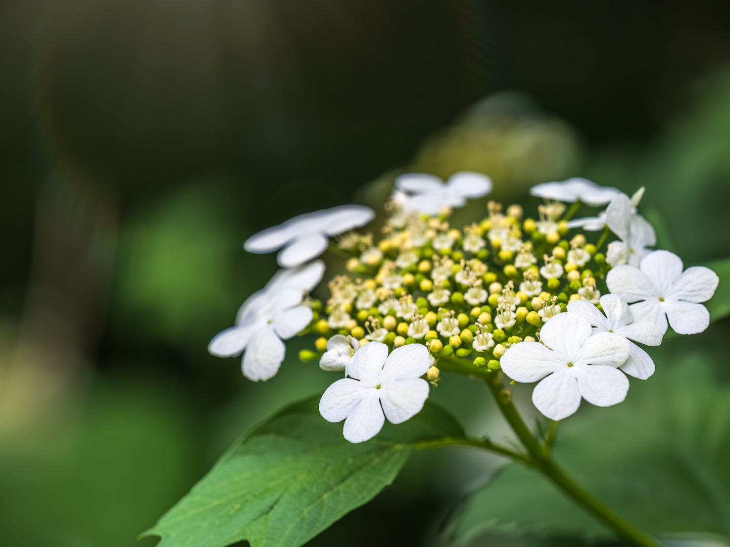 Guelder Rose (Viburnum Opulus)