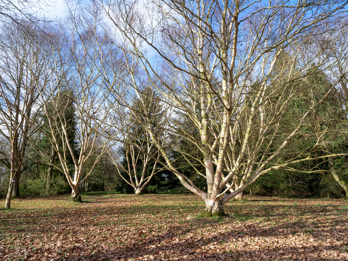 Ermanii (Betula Ermanii)