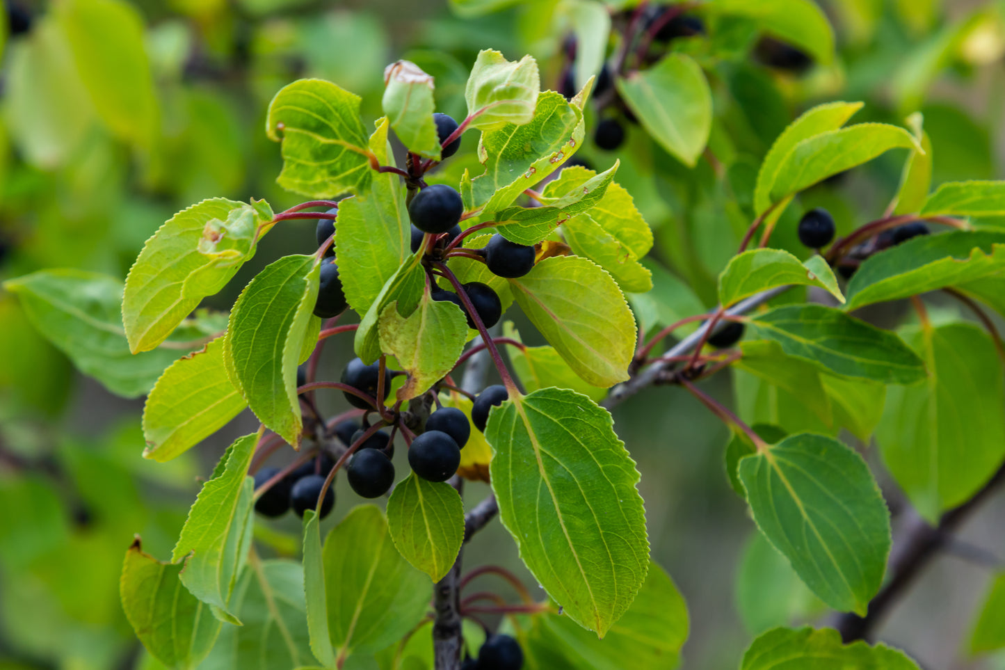 Common Buckthorn (Rhamnus Cathartica)