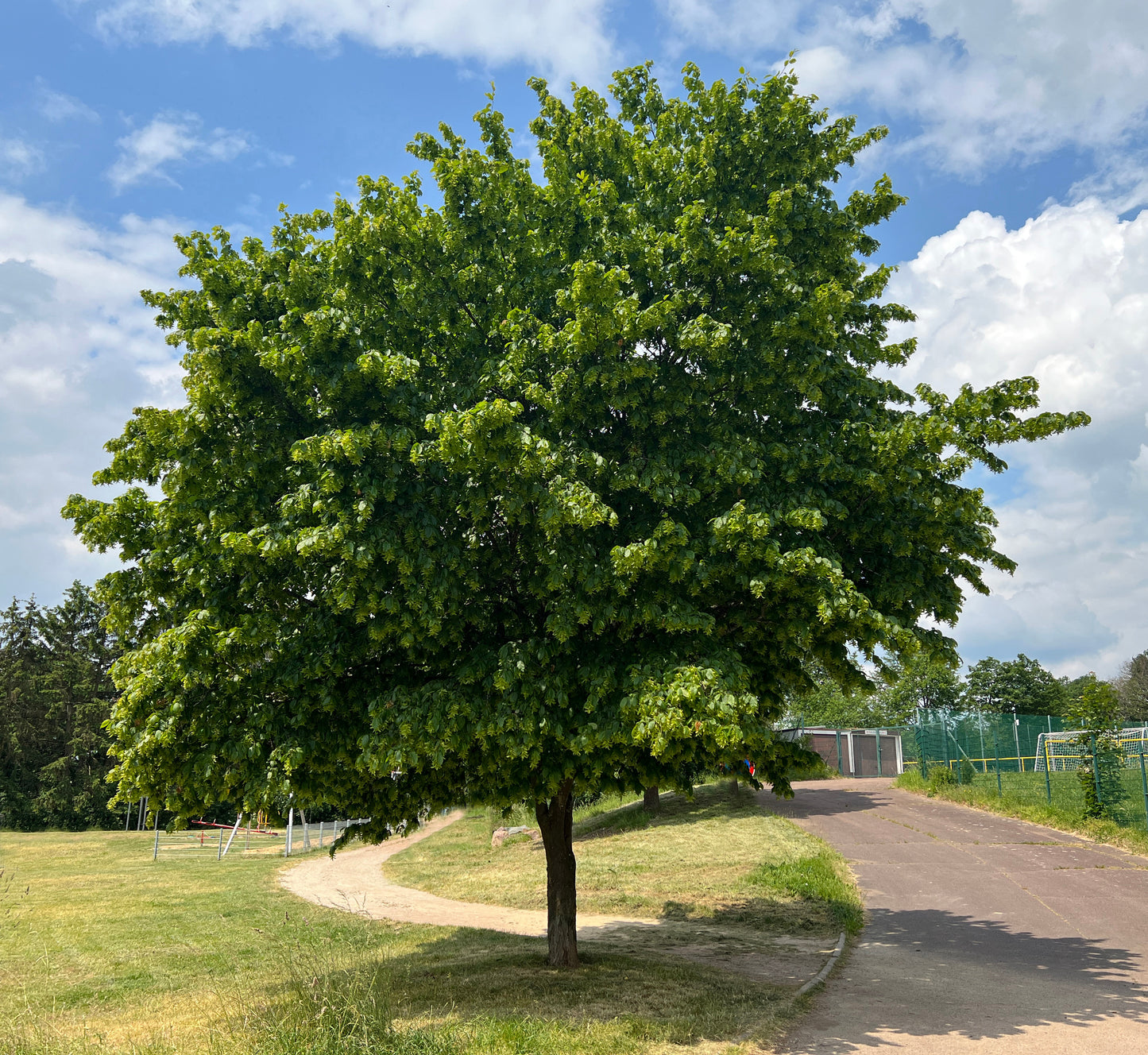 Hornbeam (Carpinus Betulus)