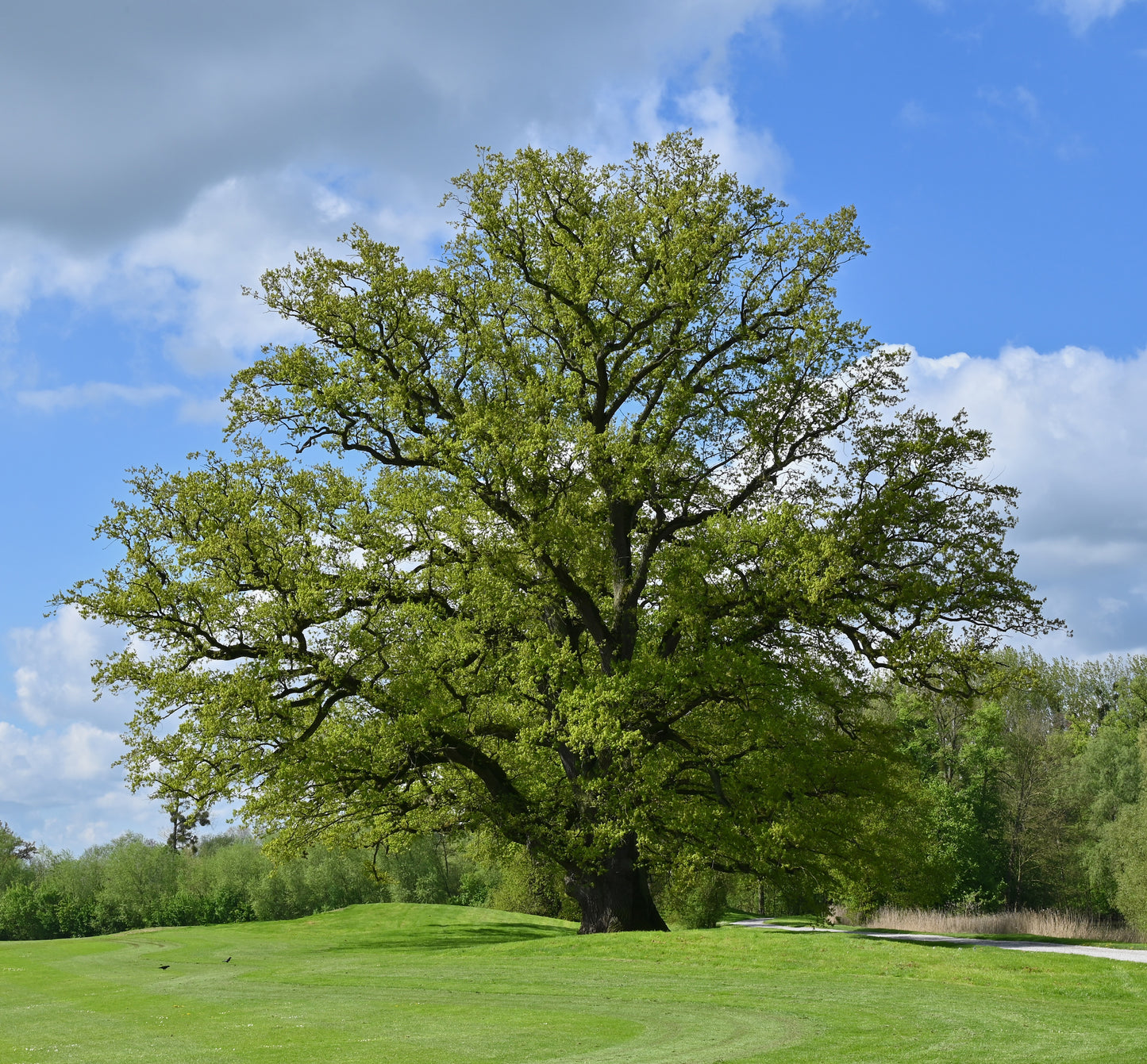 English Oak (Quercus Robur)