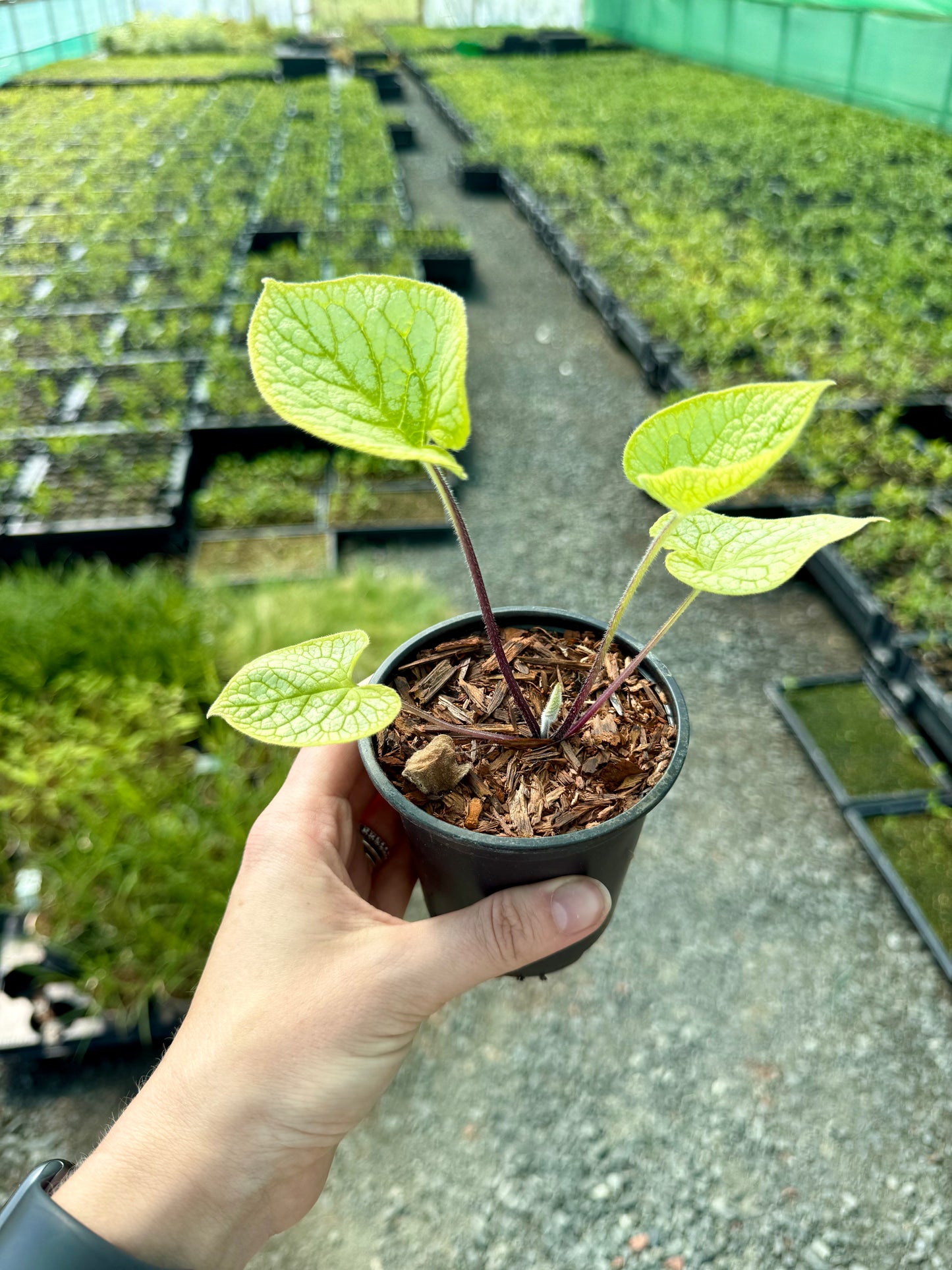 Brunnera 'Jack's Gold'