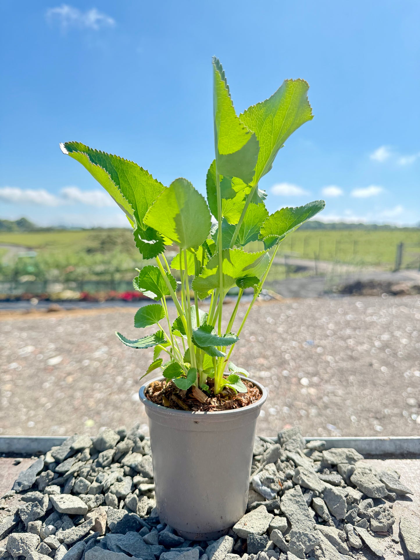 Eryngium 'Magical Blue Lagoon'