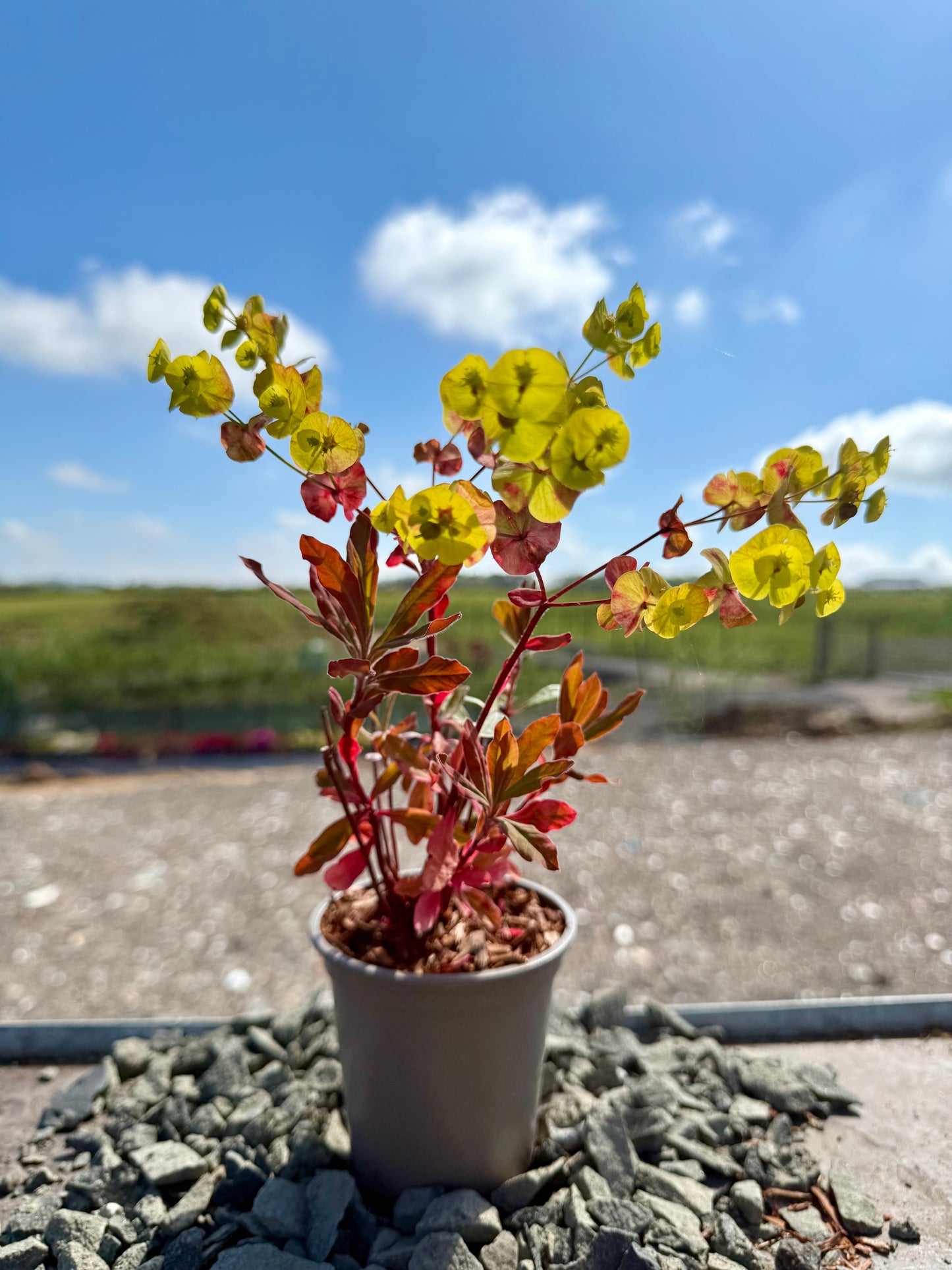 Euphorbia 'Purpurea'