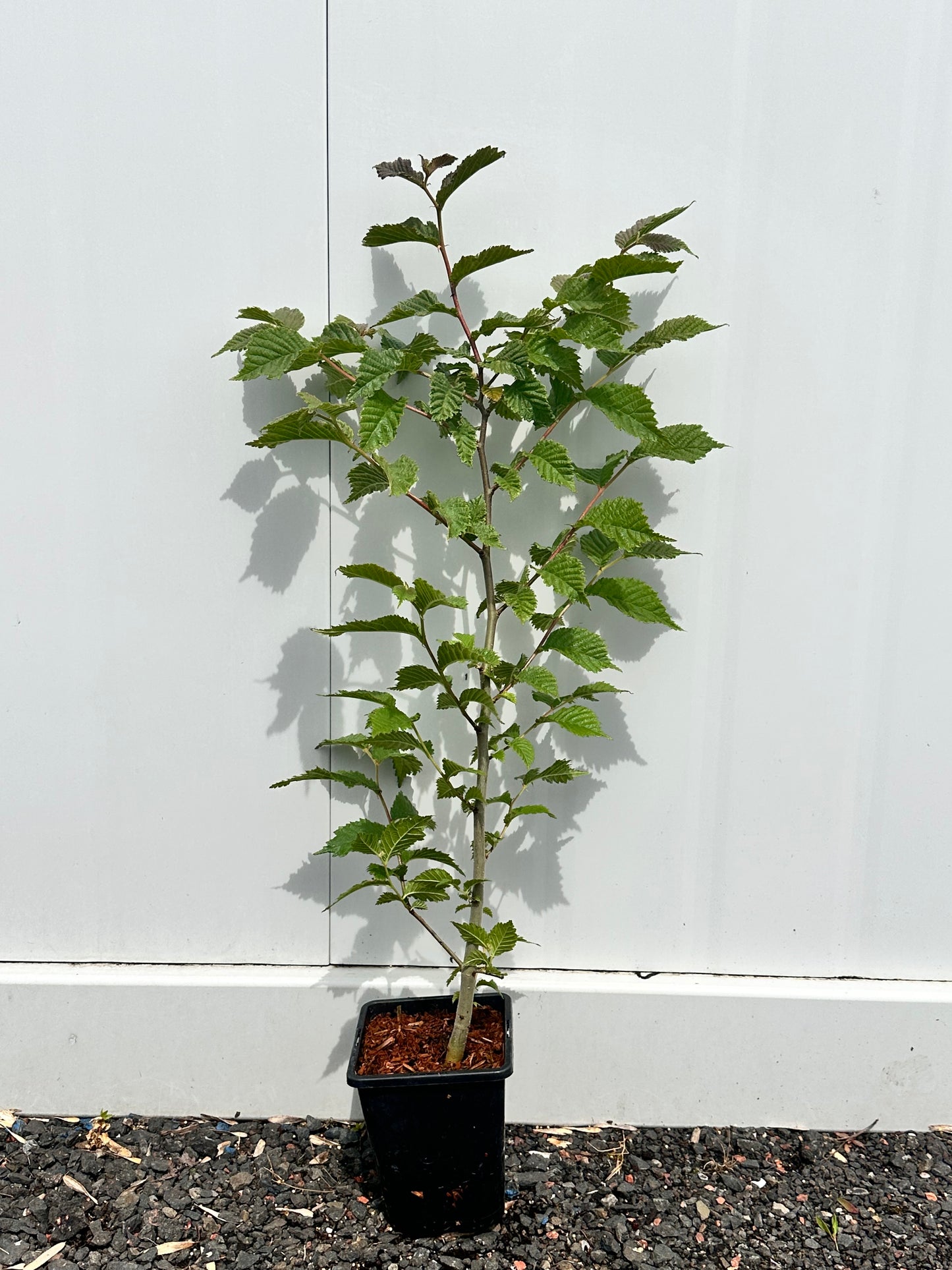 Wych Elm (Ulmus Glabra)