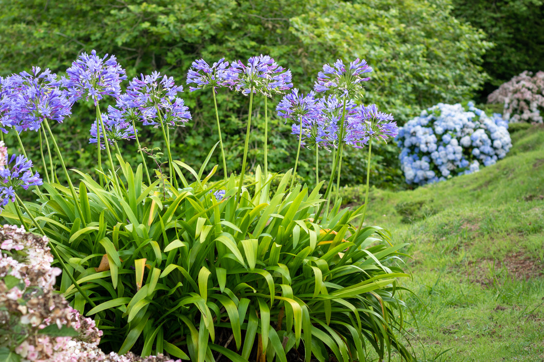 What Herbaceous Perennials Should I Get?