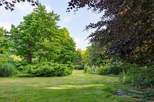 When To Plant A Native Tree