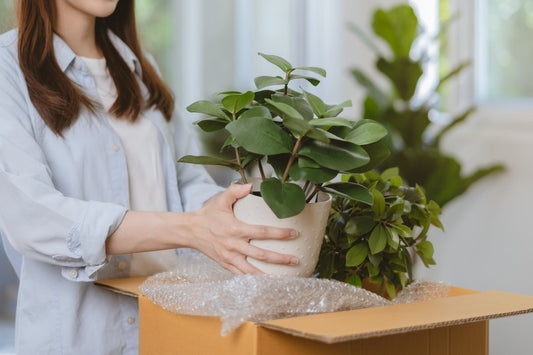 Why Should I Buy Plants Online?