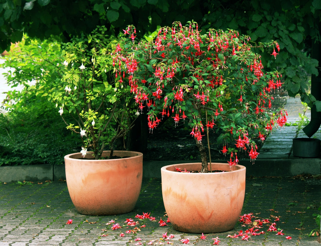 Top Trees and Shrubs for Containers