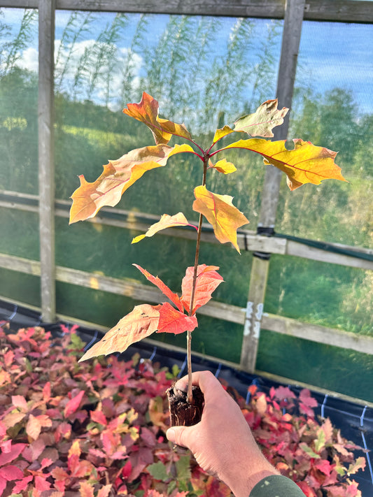 Red Oak - (Quercus rubar)