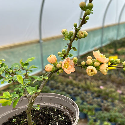 Chaenomeles speciosa Geisha Girl