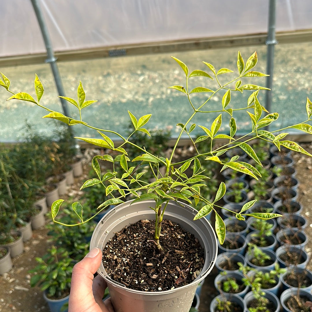 Nandina domestica Brightlight