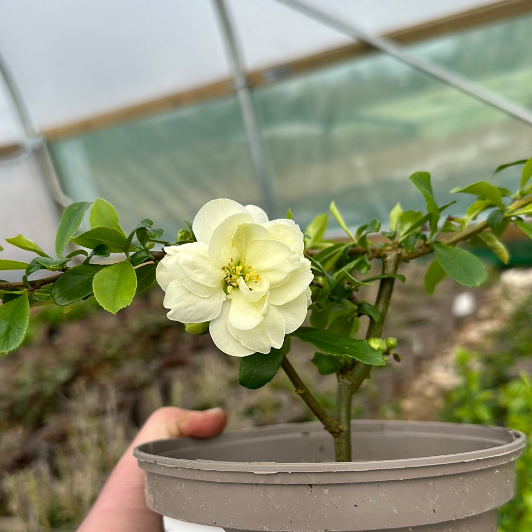 Chaenomeles speciosa Yukigotan