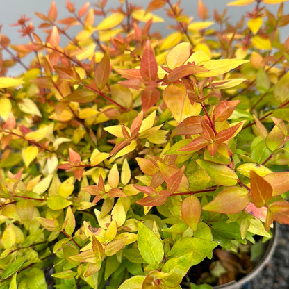 Abelia x grandiflora Gold Jewel