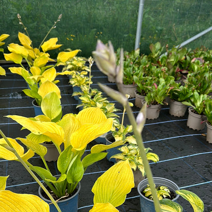 Hosta Age of Gold