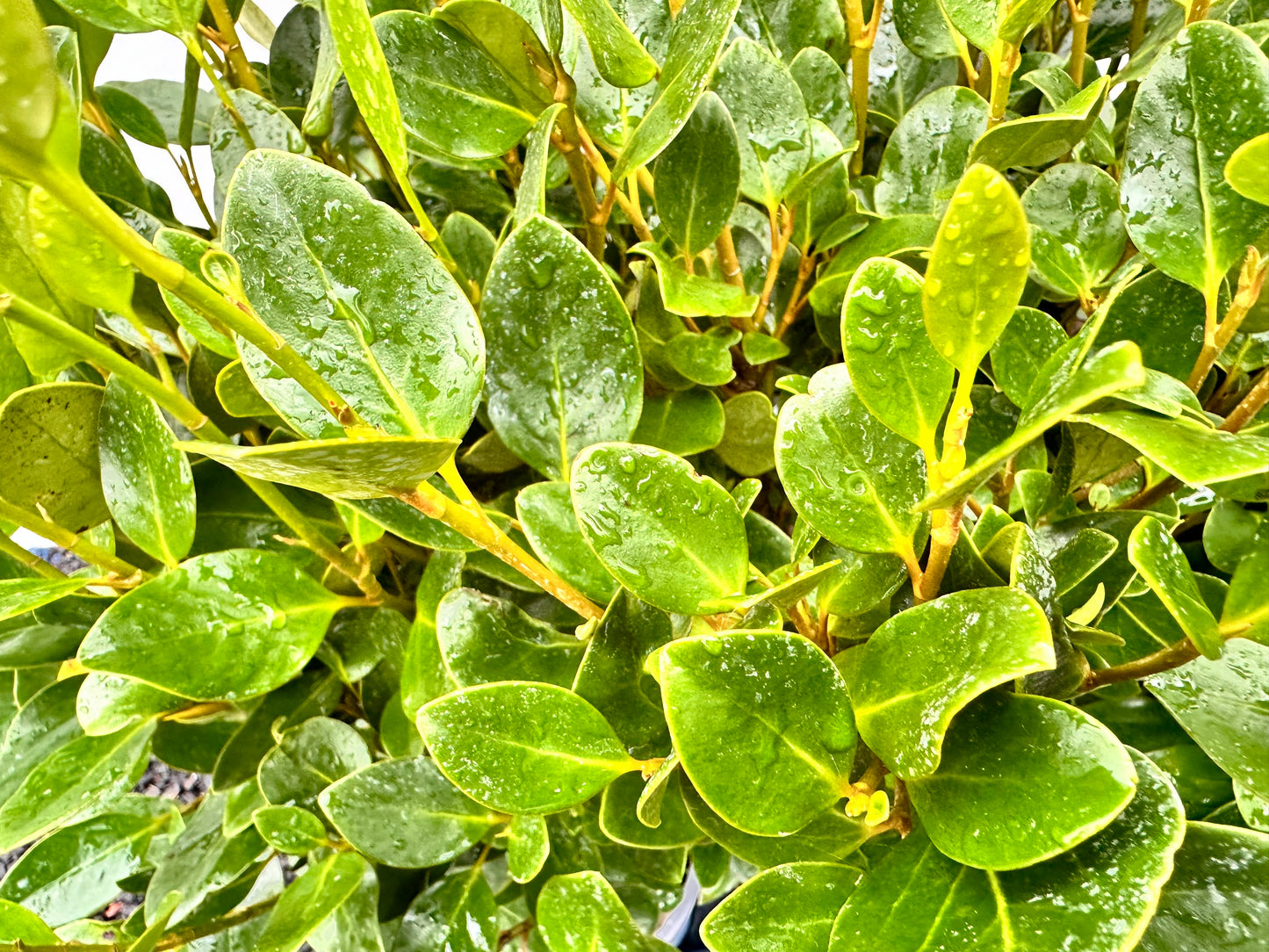 Griselinia littoralis Green Horizon