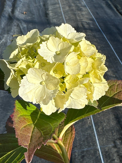 Hydrangea m. Madame Emile Mouillere