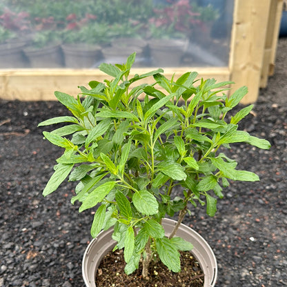 Caryopteris x cla. Blue Balloon