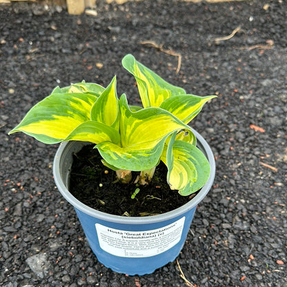 Hosta Collection