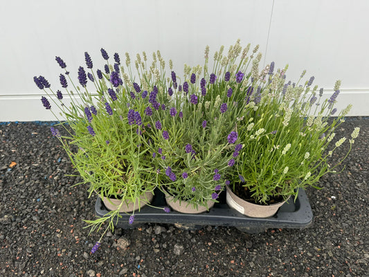 Lavender BeeZee collection of 6 2lt plants