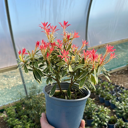 Pieris ‘Flaming Silver’