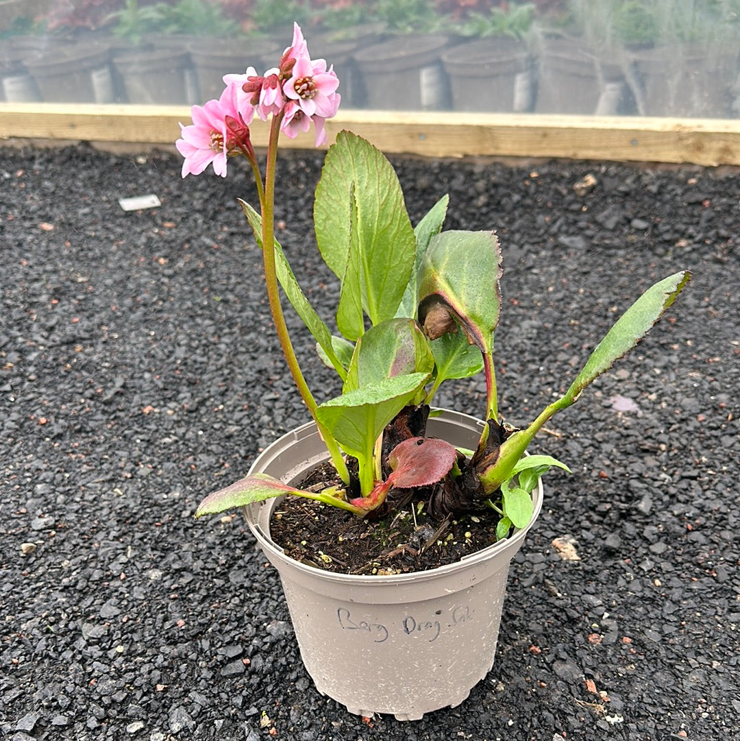 Bergenia Dragonfly Sakura