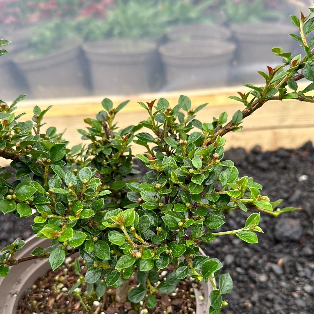 Cotoneaster horizontalis