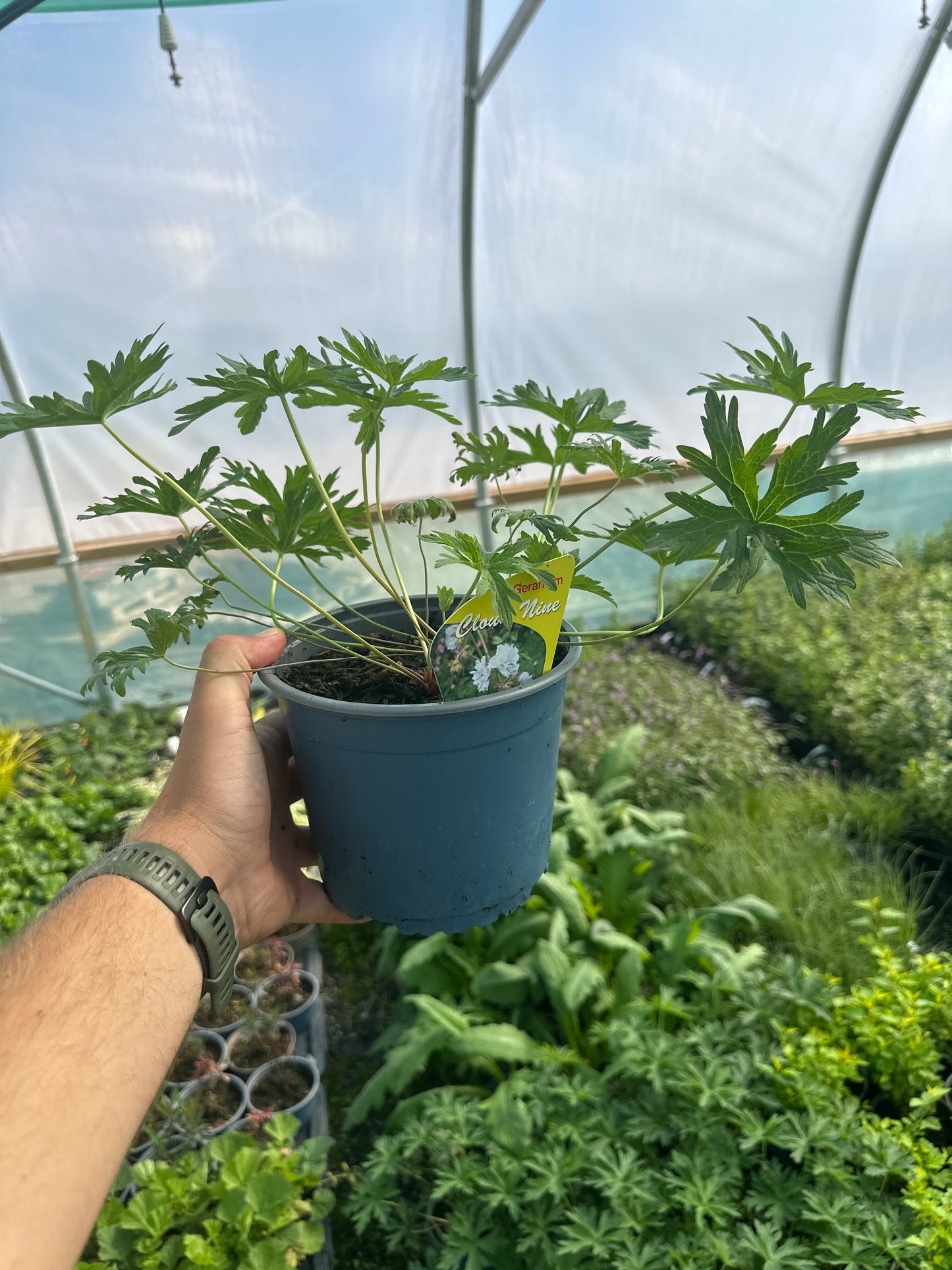 Geranium 'Cloud Nine'