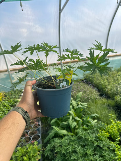 Geranium 'Cloud Nine'