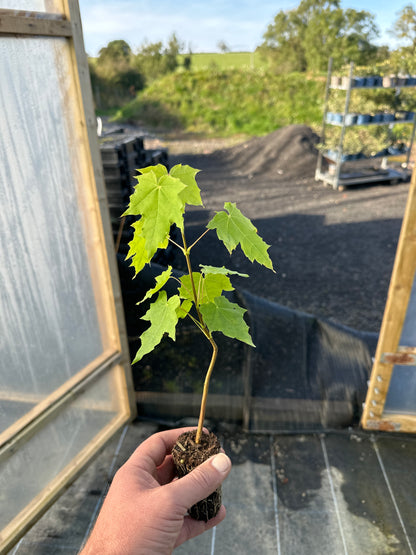 Norway Maple-(Acer Platanoides)