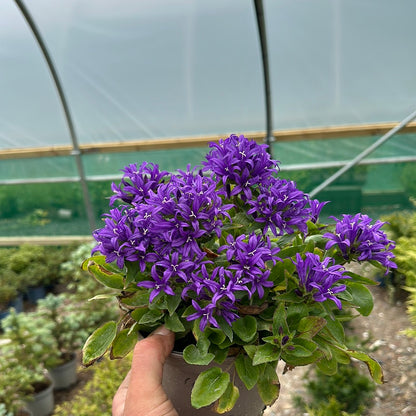 Campanula Blue Crown