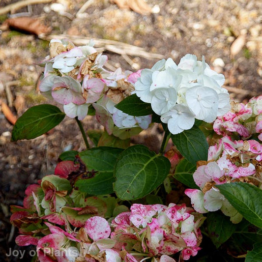 Hydrangea macrophylla Shakira