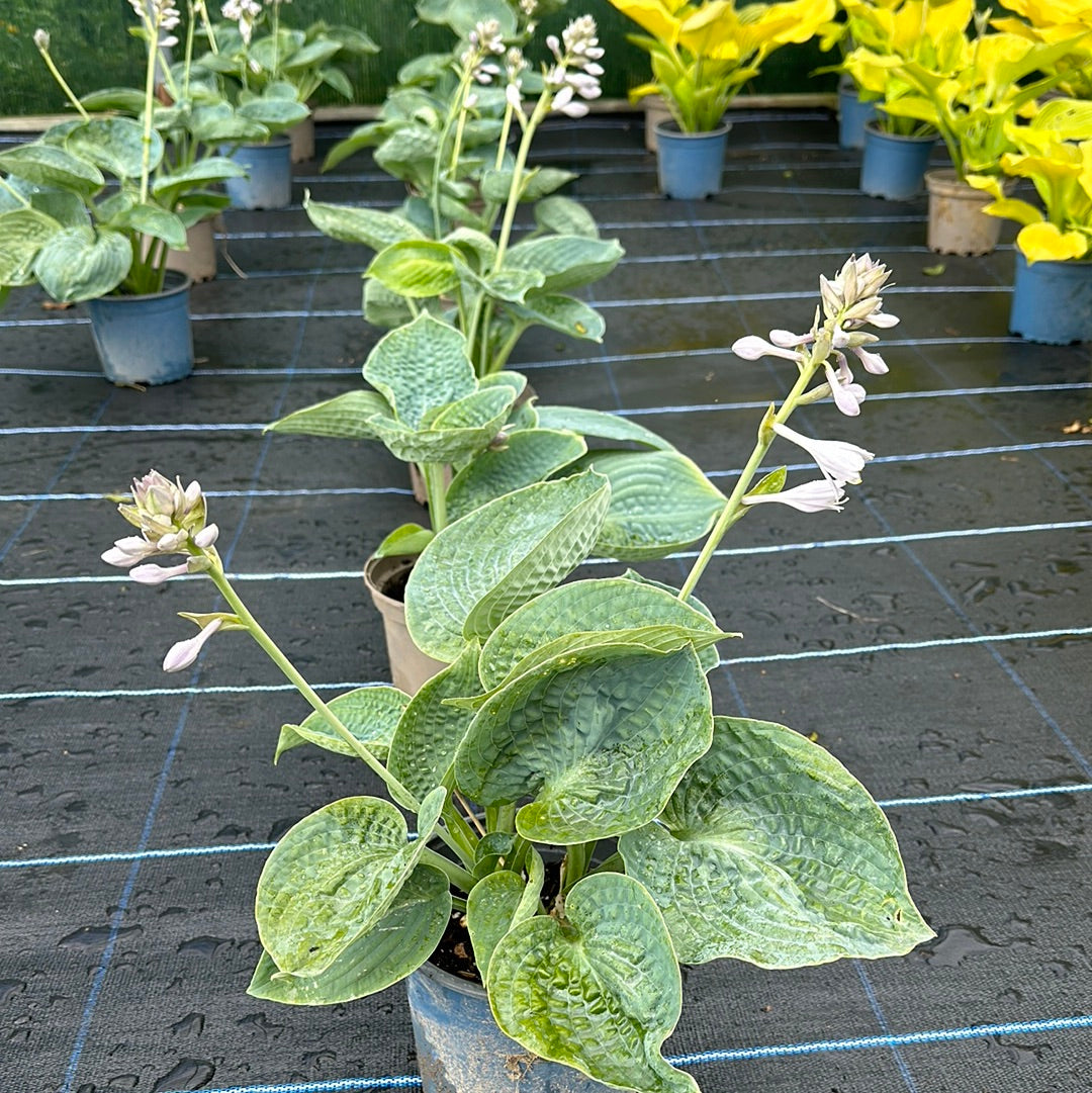 Hosta Big Daddy