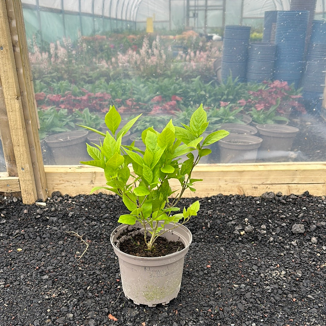 Callicarpa Magical Snow Queen