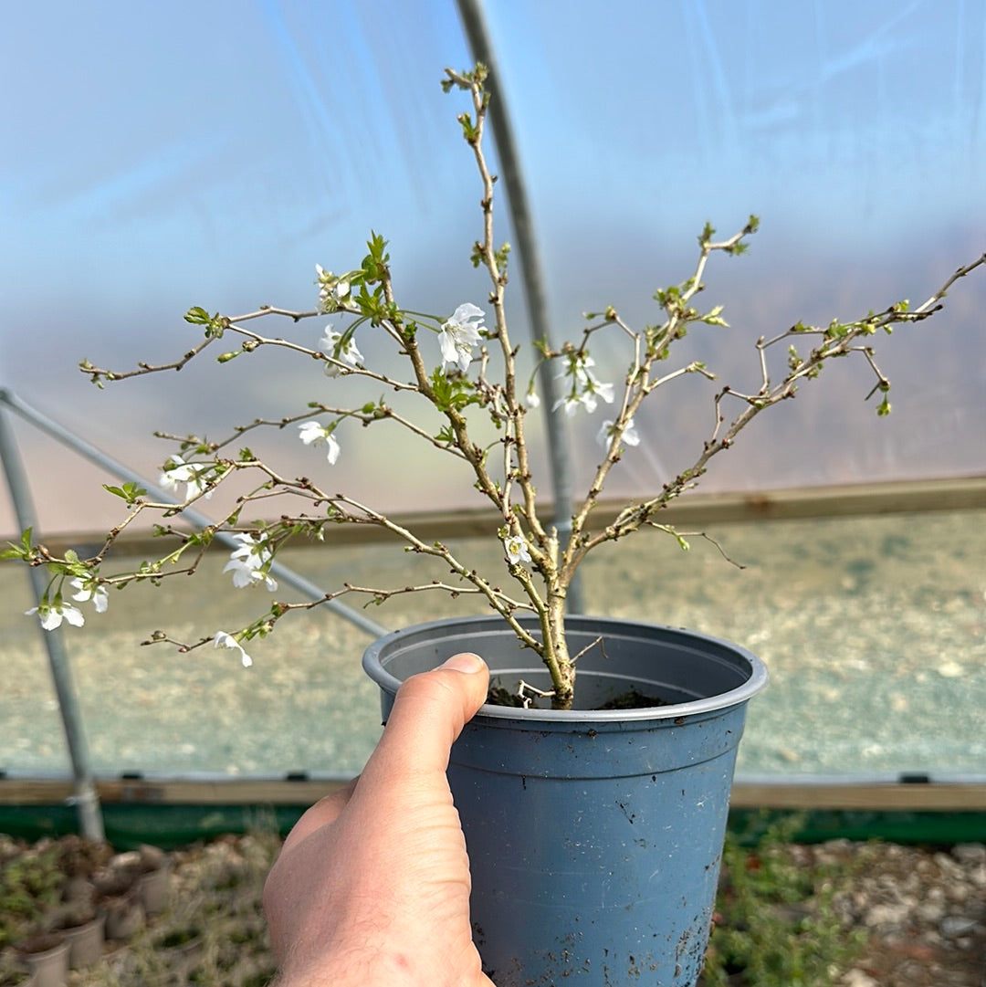 Prunus incisa Kojo-No-Mai