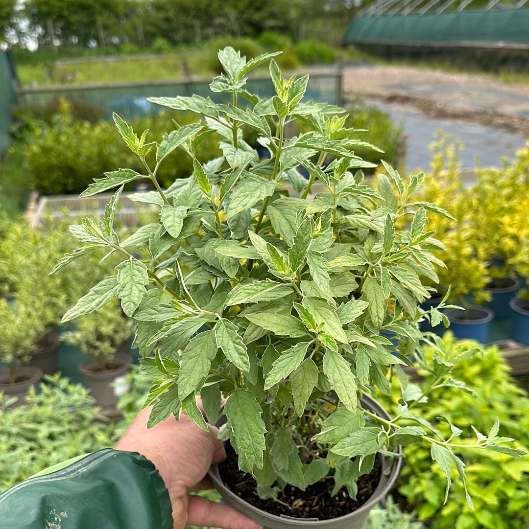 Caryopteris x cla. White Surprise